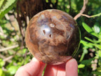 Polished Dadoxylon Petrified Wood Spheres x 3 From Gokwe, Zimbabwe - Toprock Gemstones and Minerals 