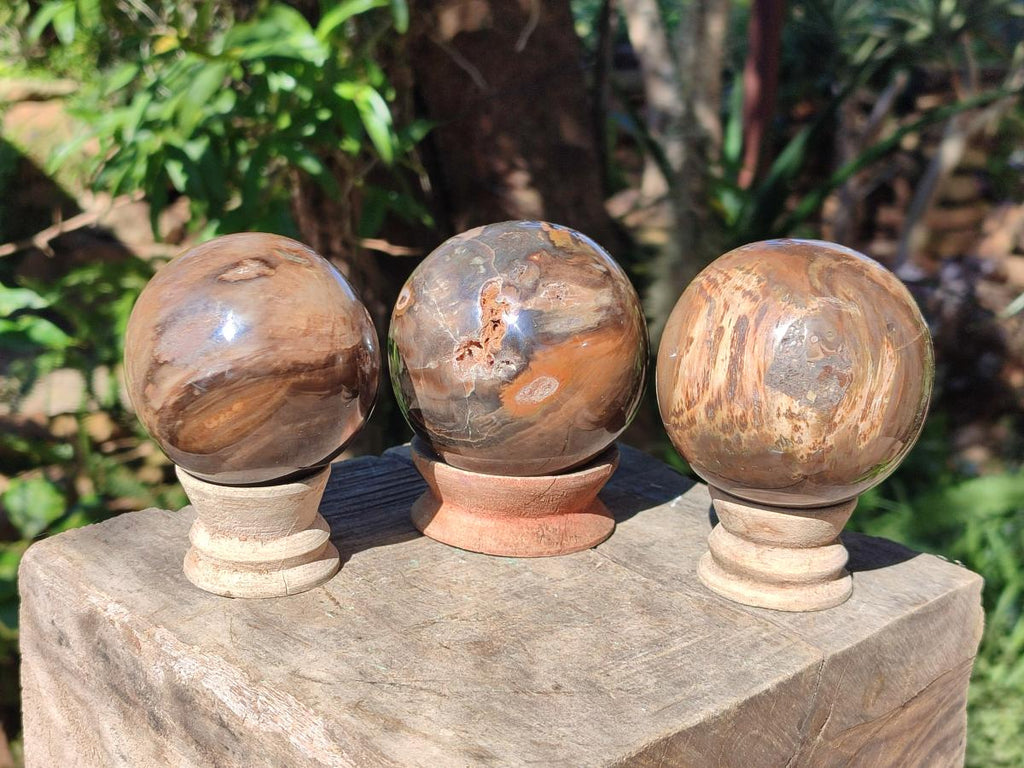 Polished Dadoxylon Petrified Wood Spheres x 3 From Gokwe, Zimbabwe - Toprock Gemstones and Minerals 