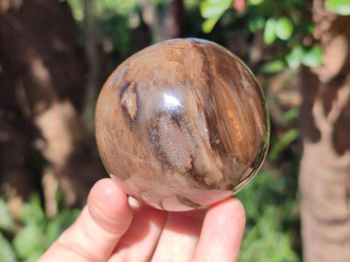 Polished Dadoxylon Petrified Wood Spheres x 3 From Gokwe, Zimbabwe - Toprock Gemstones and Minerals 