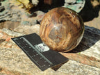 Polished Dadoxylon Petrified Wood Spheres x 3 From Gokwe, Zimbabwe - Toprock Gemstones and Minerals 