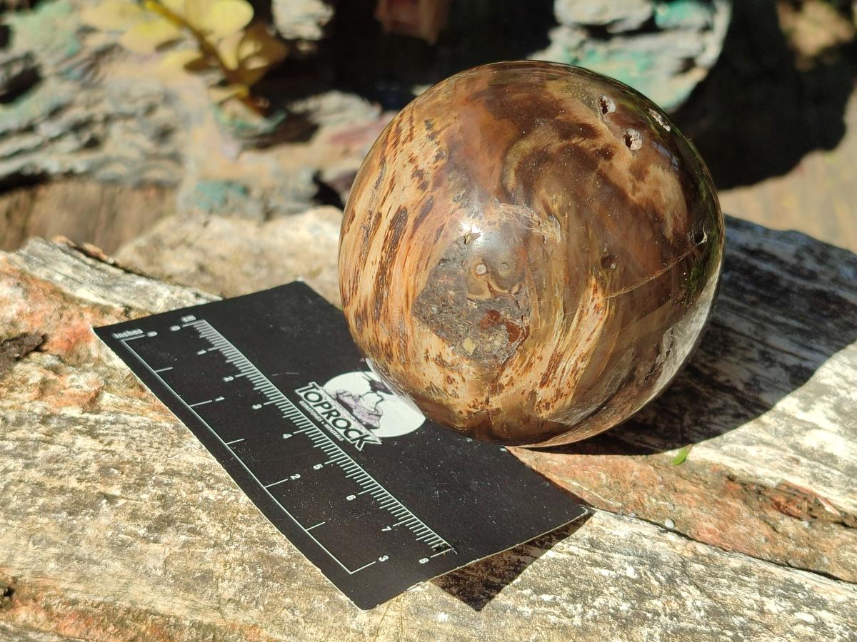 Polished Dadoxylon Petrified Wood Spheres x 3 From Gokwe, Zimbabwe - Toprock Gemstones and Minerals 