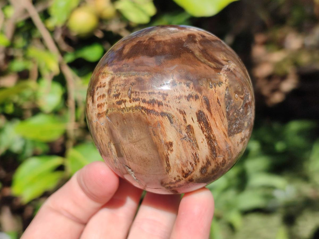 Polished Dadoxylon Petrified Wood Spheres x 3 From Gokwe, Zimbabwe - Toprock Gemstones and Minerals 