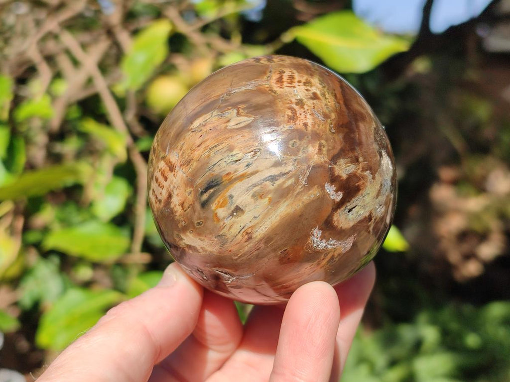 Polished Dadoxylon Petrified Wood Spheres x 3 From Gokwe, Zimbabwe - Toprock Gemstones and Minerals 