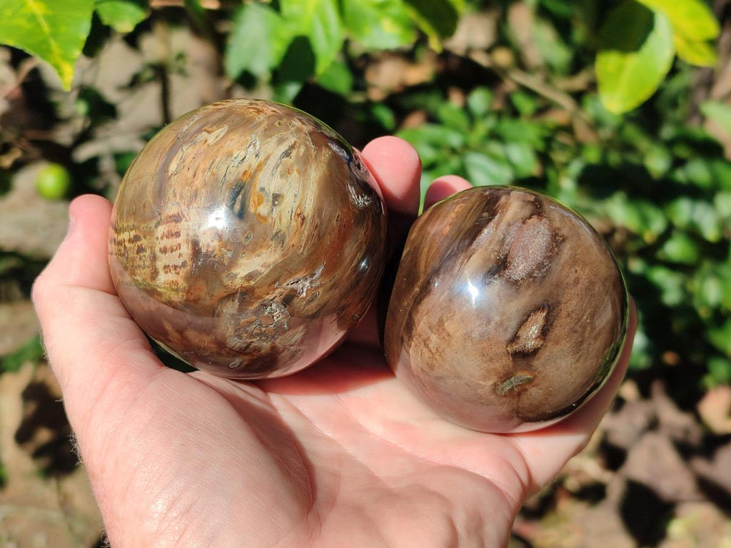 Polished Dadoxylon Petrified Wood Spheres x 3 From Gokwe, Zimbabwe - Toprock Gemstones and Minerals 