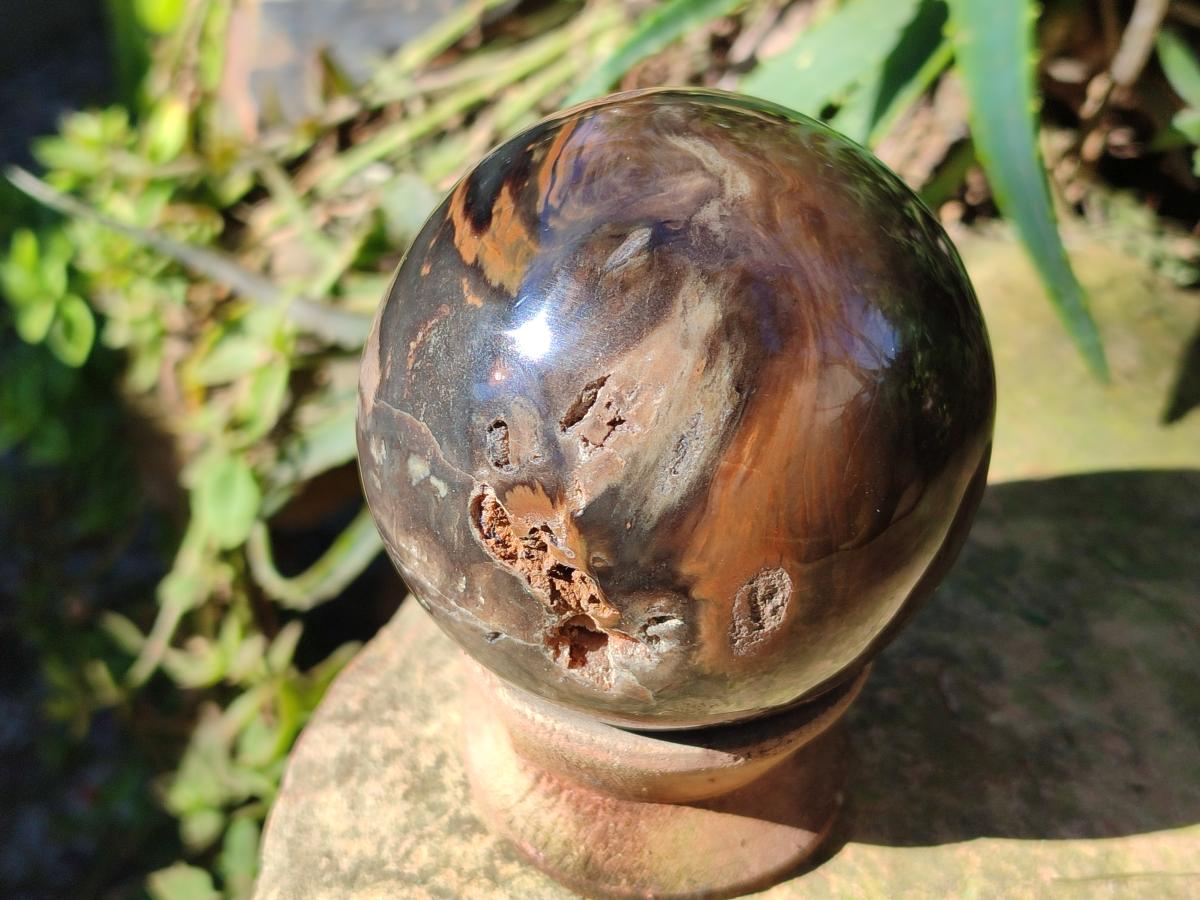Polished Dadoxylon Petrified Wood Spheres x 3 From Gokwe, Zimbabwe - Toprock Gemstones and Minerals 