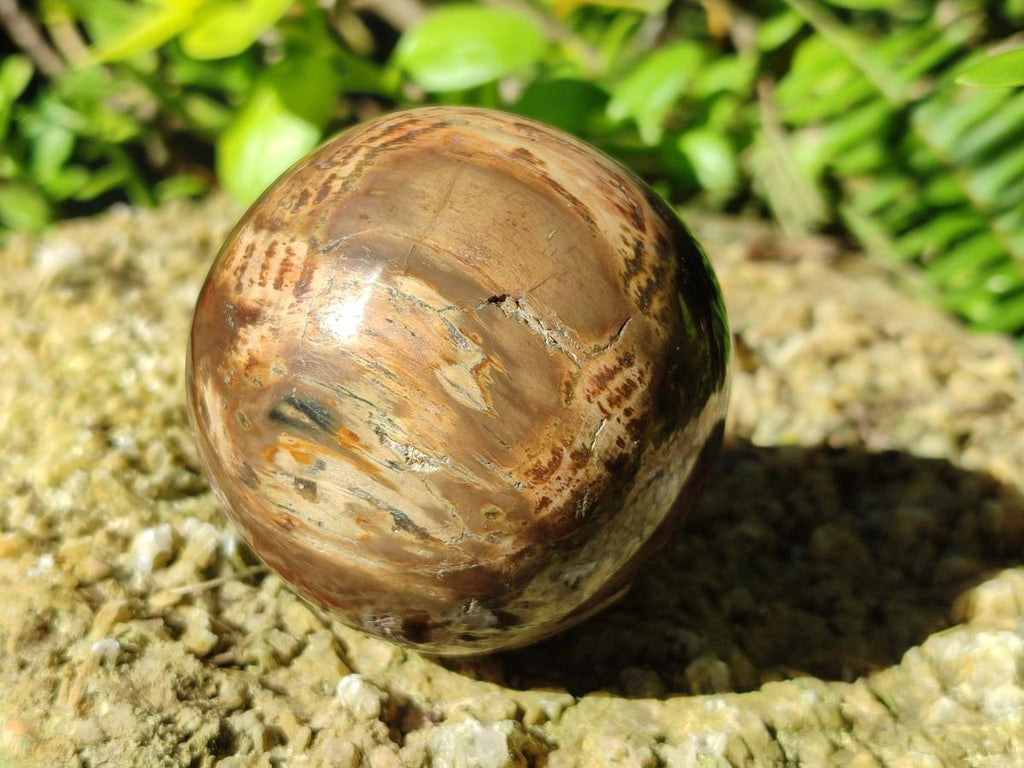 Polished Dadoxylon Petrified Wood Spheres x 3 From Gokwe, Zimbabwe - Toprock Gemstones and Minerals 