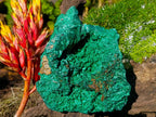 Natural Large Cabinet Silky Malachite Specimen x 1 From Kasompe, Congo - Toprock Gemstones and Minerals 