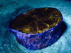 Polished On One Side Dadoxylon Petrified Wood Tree Branches x 6 From Gokwe, Zimbabwe - Toprock Gemstones and Minerals 