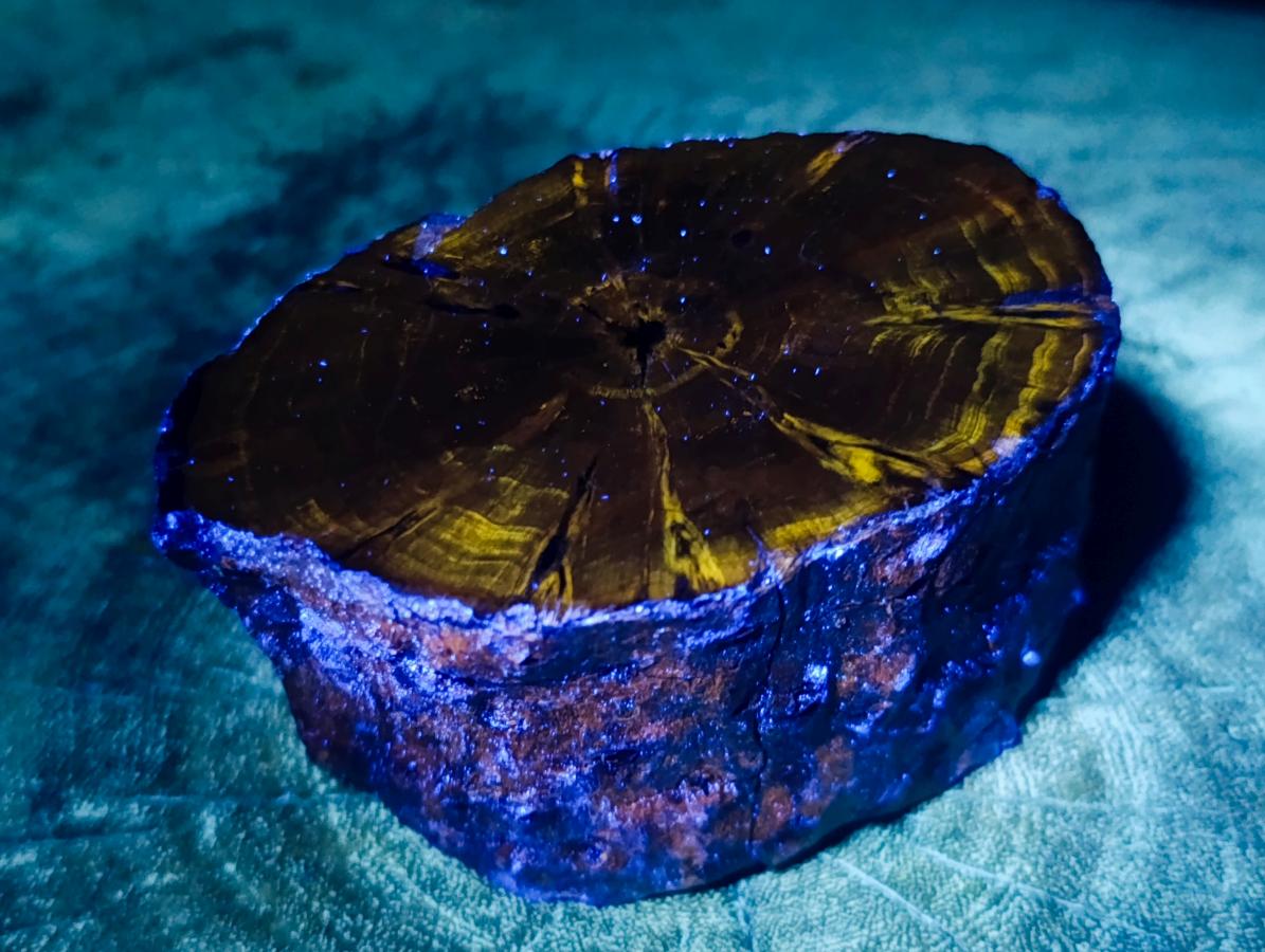 Polished On One Side Dadoxylon Petrified Wood Tree Branches x 6 From Gokwe, Zimbabwe - Toprock Gemstones and Minerals 