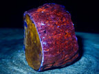 Polished On One Side Dadoxylon Petrified Wood Tree Branches x 6 From Gokwe, Zimbabwe - Toprock Gemstones and Minerals 