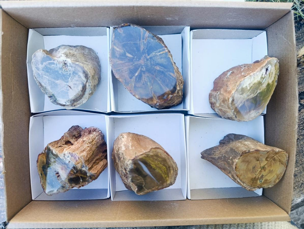 Polished On One Side Dadoxylon Petrified Wood Tree Branches x 6 From Gokwe, Zimbabwe - Toprock Gemstones and Minerals 