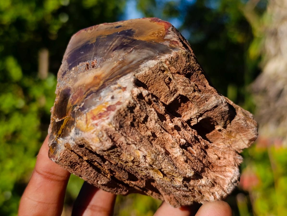 Polished On One Side Dadoxylon Petrified Wood Tree Branches x 6 From Gokwe, Zimbabwe - Toprock Gemstones and Minerals 