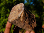 Polished On One Side Dadoxylon Petrified Wood Tree Branches x 6 From Gokwe, Zimbabwe - Toprock Gemstones and Minerals 