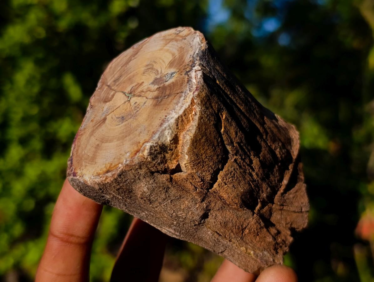 Polished On One Side Dadoxylon Petrified Wood Tree Branches x 6 From Gokwe, Zimbabwe - Toprock Gemstones and Minerals 
