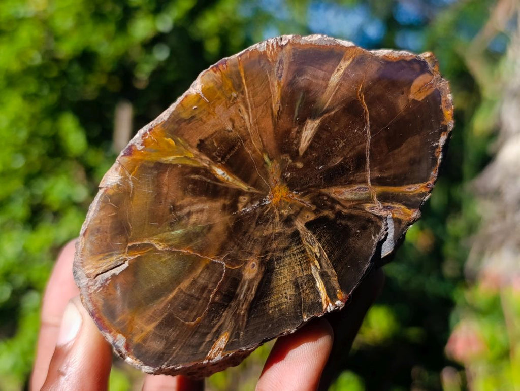 Polished On One Side Dadoxylon Petrified Wood Tree Branches x 6 From Gokwe, Zimbabwe - Toprock Gemstones and Minerals 