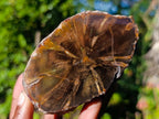 Polished On One Side Dadoxylon Petrified Wood Tree Branches x 6 From Gokwe, Zimbabwe - Toprock Gemstones and Minerals 