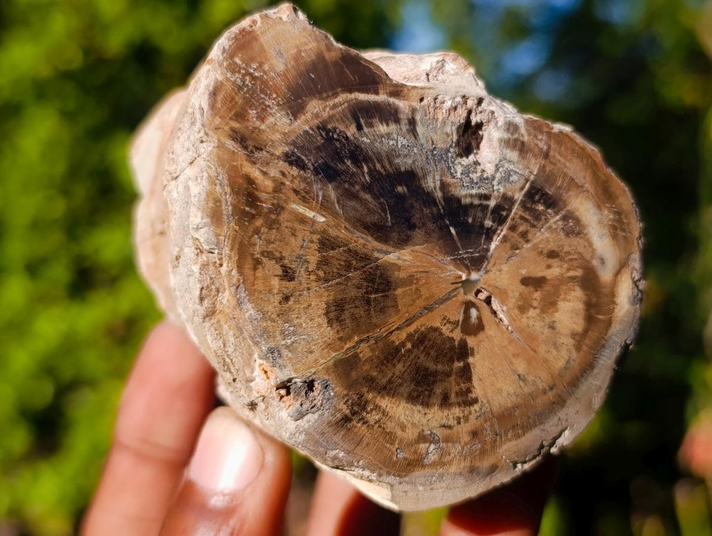 Polished On One Side Dadoxylon Petrified Wood Tree Branches x 6 From Gokwe, Zimbabwe - Toprock Gemstones and Minerals 