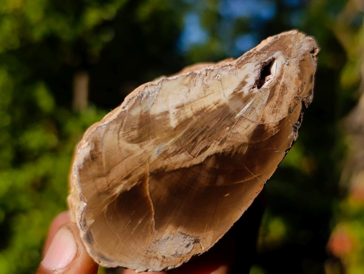 Polished On One Side Dadoxylon Petrified Wood Tree Branches x 6 From Gokwe, Zimbabwe - Toprock Gemstones and Minerals 
