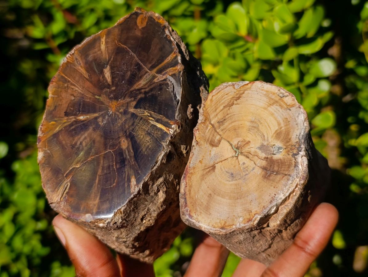 Polished On One Side Dadoxylon Petrified Wood Tree Branches x 6 From Gokwe, Zimbabwe - Toprock Gemstones and Minerals 