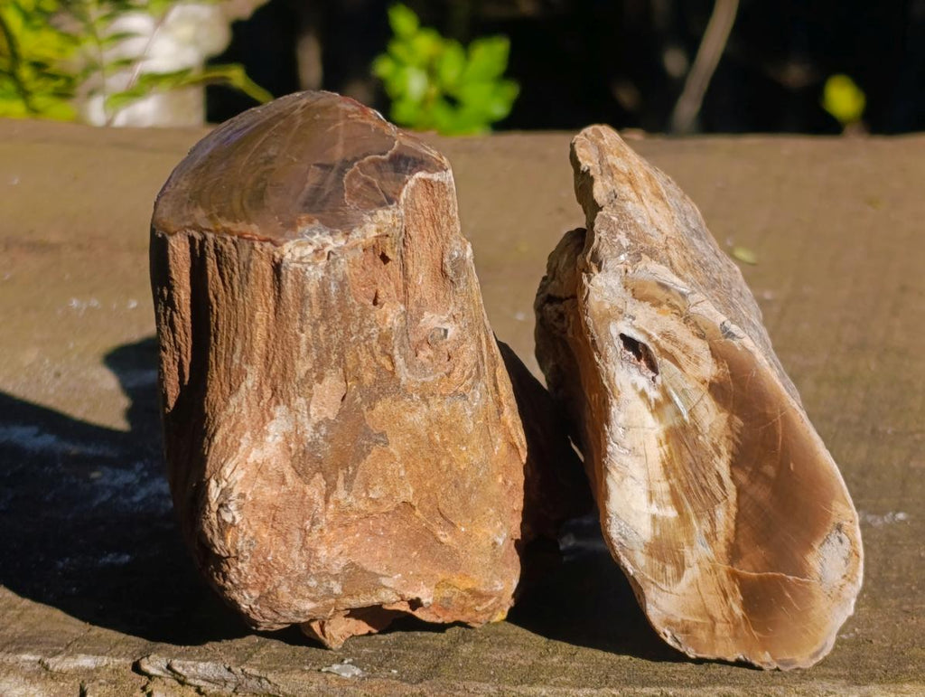 Polished On One Side Dadoxylon Petrified Wood Tree Branches x 6 From Gokwe, Zimbabwe - Toprock Gemstones and Minerals 