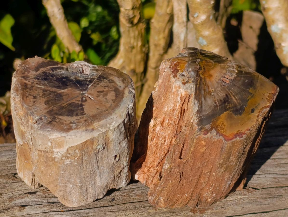 Polished On One Side Dadoxylon Petrified Wood Tree Branches x 6 From Gokwe, Zimbabwe - Toprock Gemstones and Minerals 