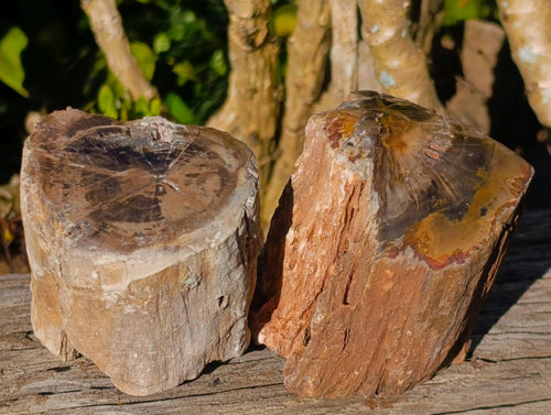 Polished On One Side Dadoxylon Petrified Wood Tree Branches x 6 From Gokwe, Zimbabwe - Toprock Gemstones and Minerals 