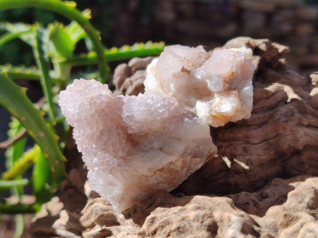 Natural Spirit Quartz Crystals x 35 From Boekenhouthoek, South Africa - Toprock Gemstones and Minerals 