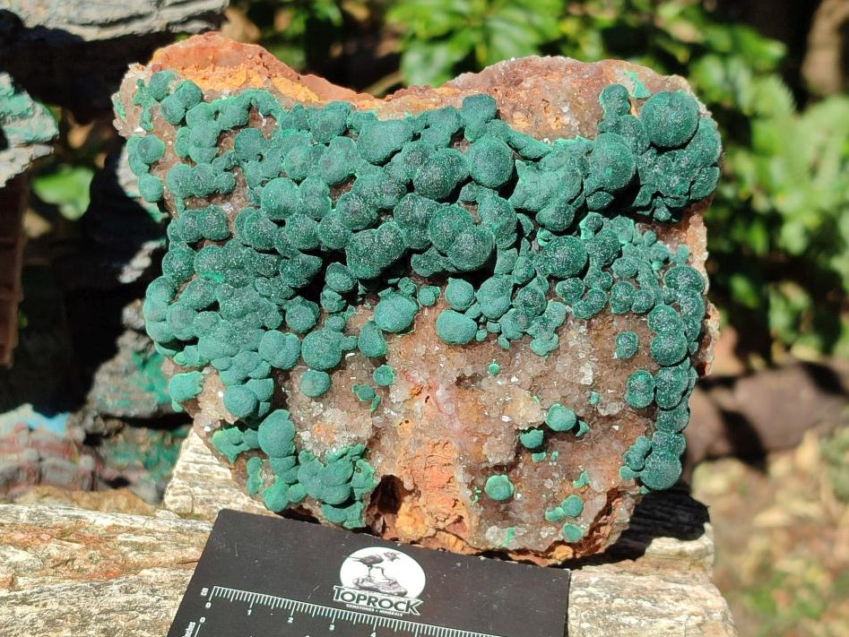Natural Large Ball Malachite on Crystalline Smokey Quartz and Dolomite Matrix x 1 From Mindingi Mine, Kambove, Congo - Toprock Gemstones and Minerals 