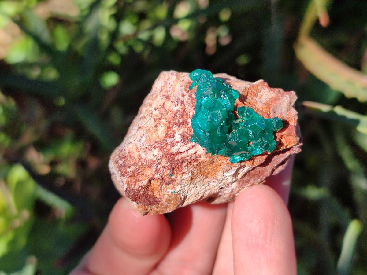 Natural Dioptase on Dolomite Specimens x 16 From Likasi, Congo - Toprock Gemstones and Minerals 