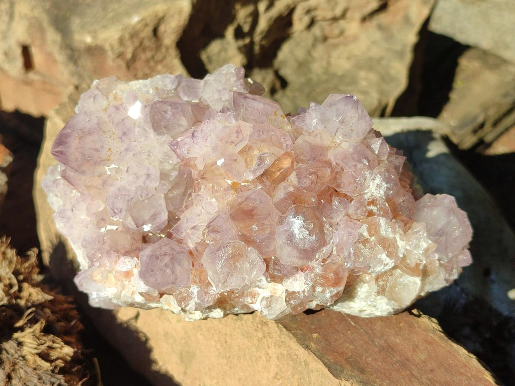 Natural Large Spirit Amethyst Cluster x 1 From Boekenhouthoek, South Africa - Toprock Gemstones and Minerals 