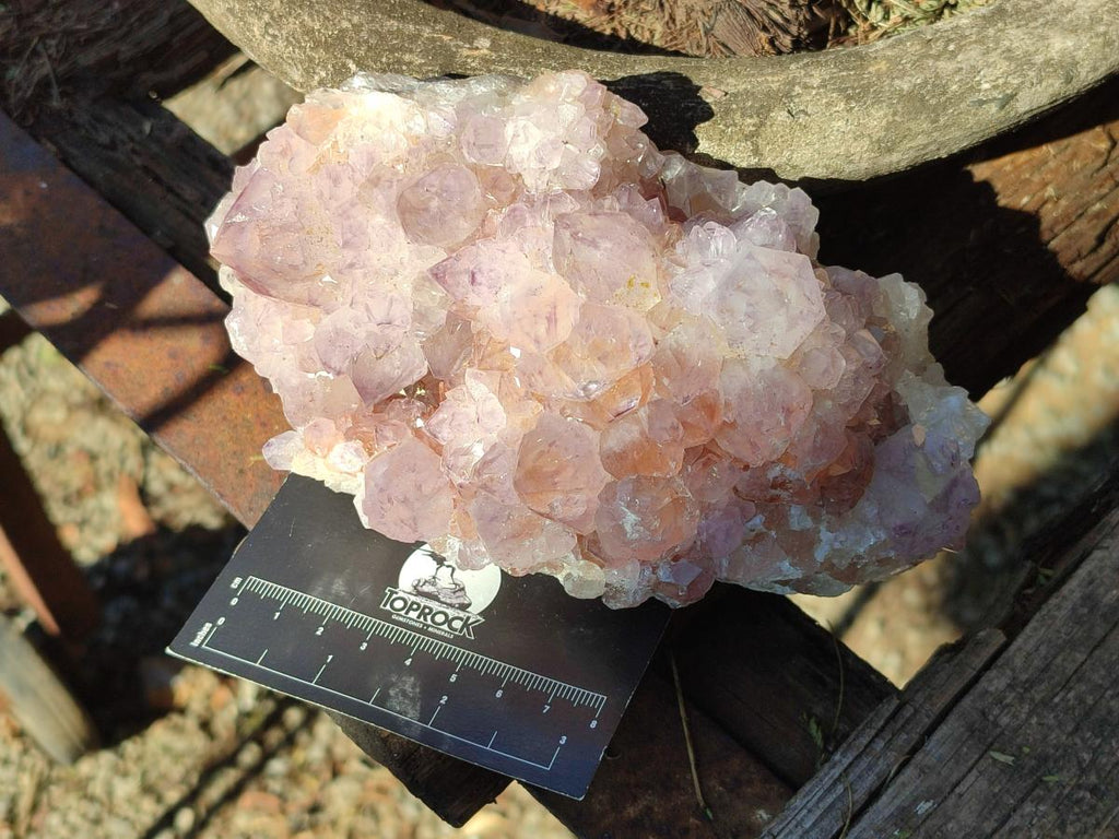Natural Large Spirit Amethyst Cluster x 1 From Boekenhouthoek, South Africa - Toprock Gemstones and Minerals 