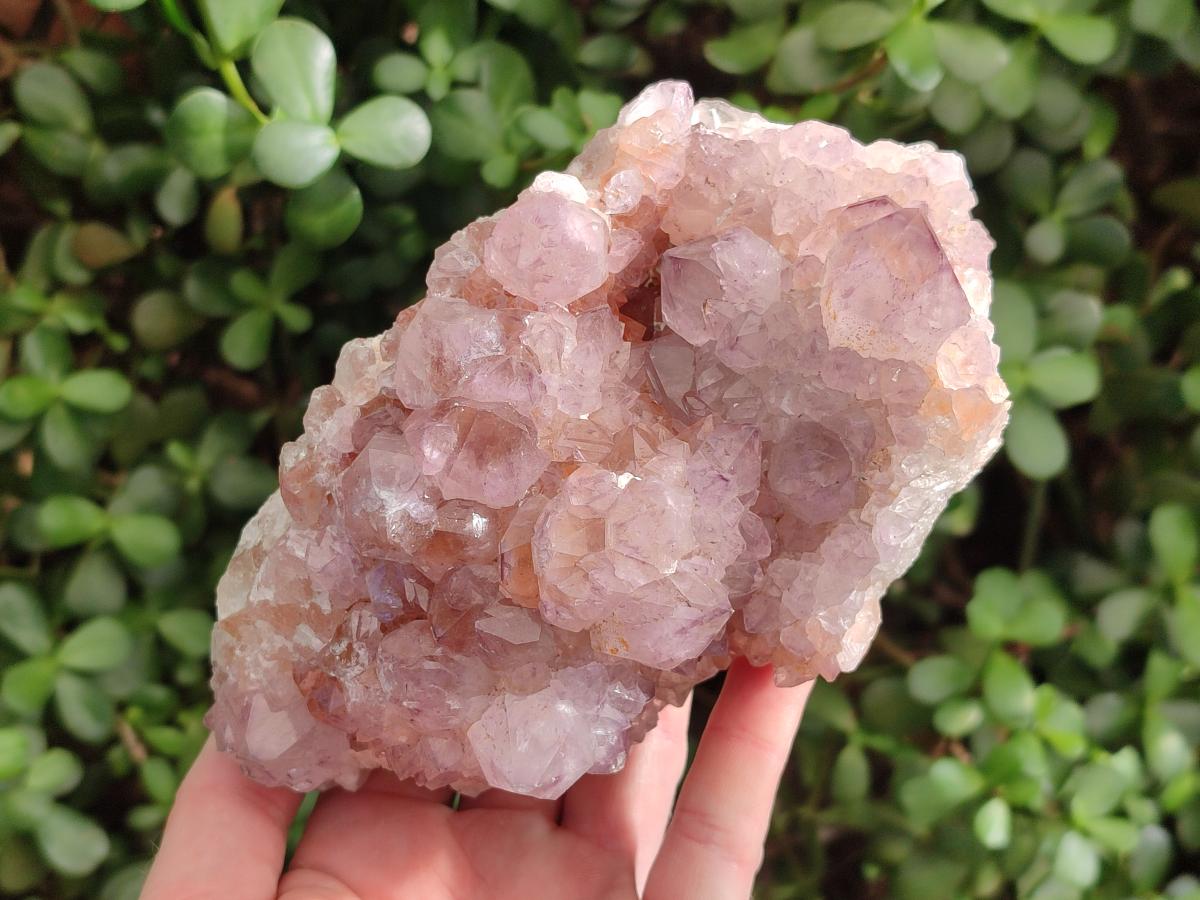 Natural Large Spirit Amethyst Cluster x 1 From Boekenhouthoek, South Africa - Toprock Gemstones and Minerals 