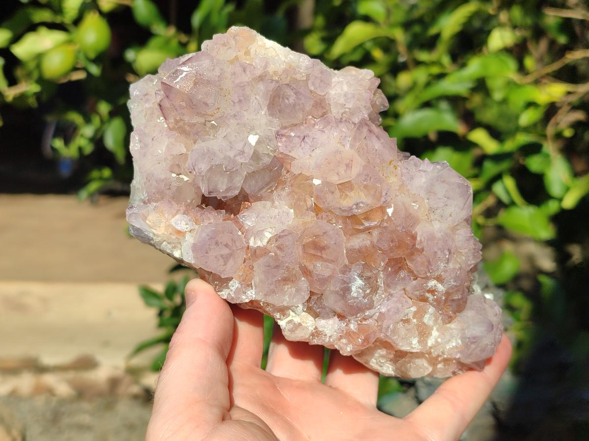 Natural Large Spirit Amethyst Cluster x 1 From Boekenhouthoek, South Africa - Toprock Gemstones and Minerals 