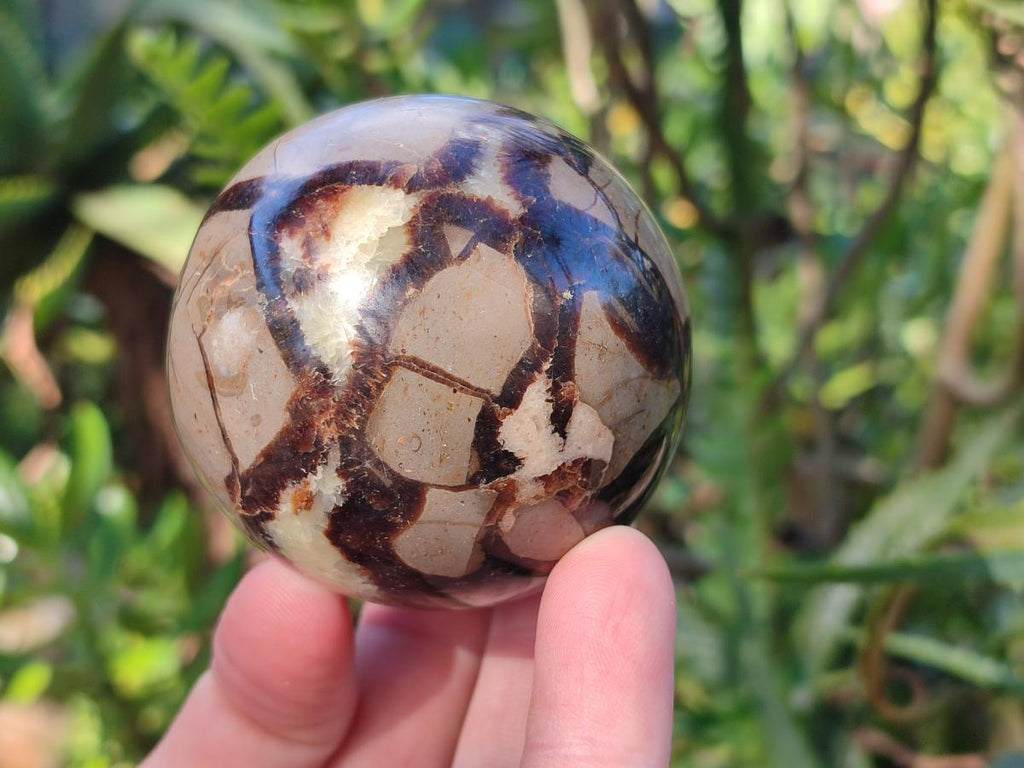 Polished Septerye Spheres x 6 From Mahajanga, Madagascar - Toprock Gemstones and Minerals 