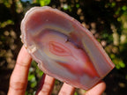 Polished One Side Red Shashe River Agate Nodules x 6 From Shashe River, Zimbabwe - Toprock Gemstones and Minerals 