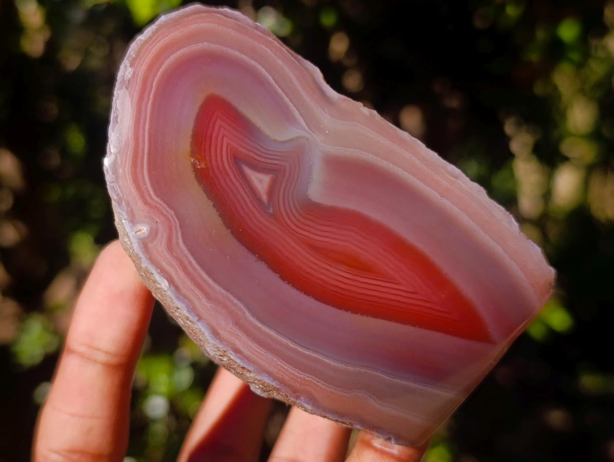 Polished One Side Red Shashe River Agate Nodules x 6 From Shashe River, Zimbabwe - Toprock Gemstones and Minerals 