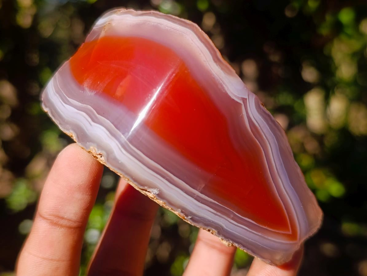 Polished One Side Red Shashe River Agate Nodules x 6 From Shashe River, Zimbabwe - Toprock Gemstones and Minerals 