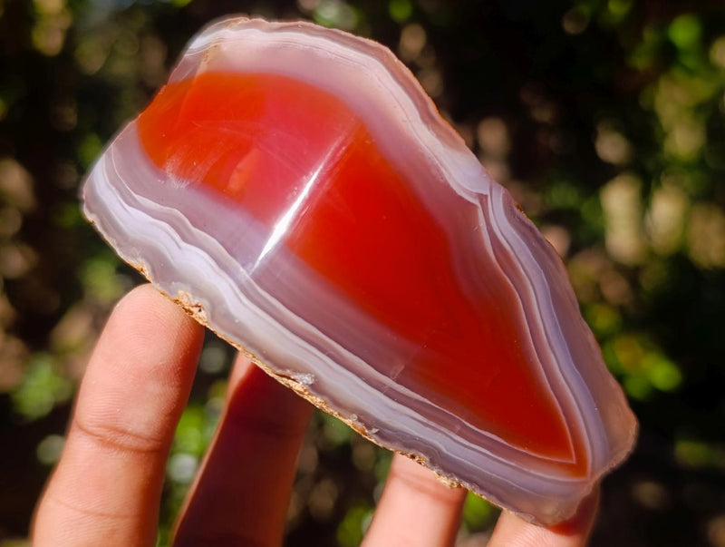 Polished One Side Red Shashe River Agate Nodules x 6 From Shashe River, Zimbabwe - Toprock Gemstones and Minerals 