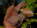 Natural Nguni Jasper Cobbed Specimens x 12 From Northern Cape, South Africa - Toprock Gemstones and Minerals 