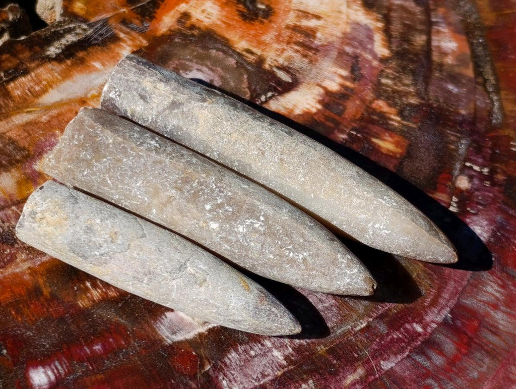 Natural Belemnite Rostrum Fossils x 2.1 Kg Lot From Madagascar - Toprock Gemstones and Minerals 