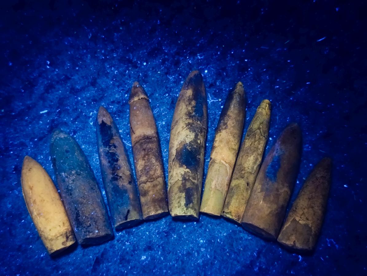 Natural Belemnite Rostrum Fossils x 2.1 Kg Lot From Madagascar