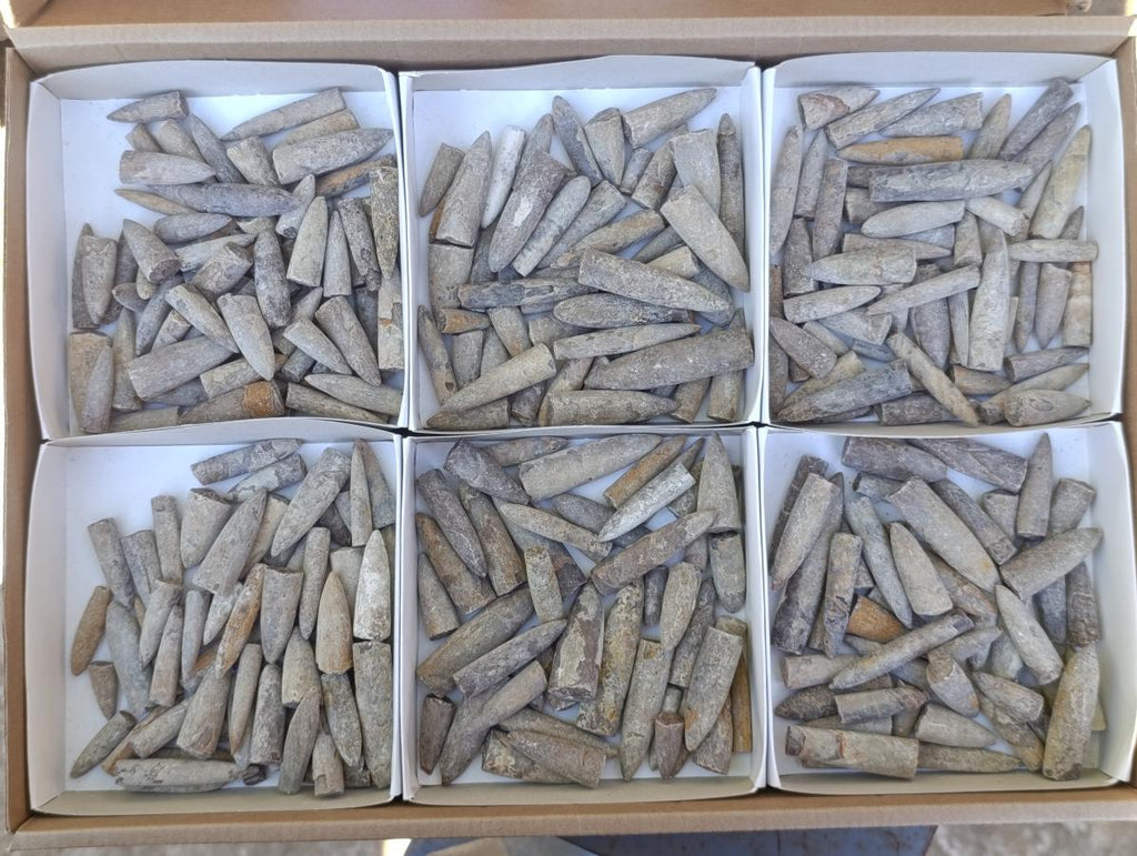 Natural Belemnite Rostrum Fossils x 2.1 Kg Lot From Madagascar - Toprock Gemstones and Minerals 
