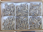 Natural Belemnite Rostrum Fossils x 2.1 Kg Lot From Madagascar - Toprock Gemstones and Minerals 