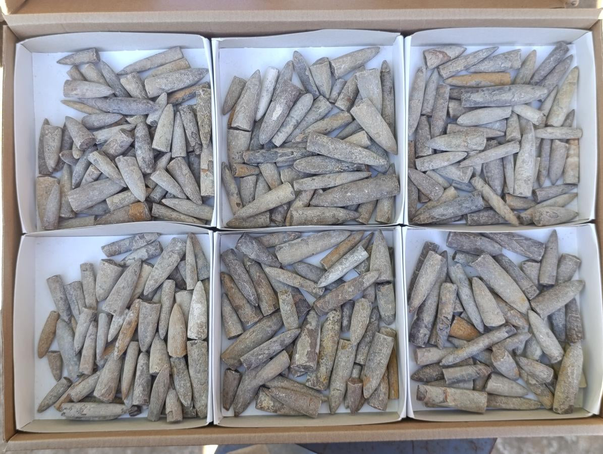 Natural Belemnite Rostrum Fossils x 2.1 Kg Lot From Madagascar - Toprock Gemstones and Minerals 