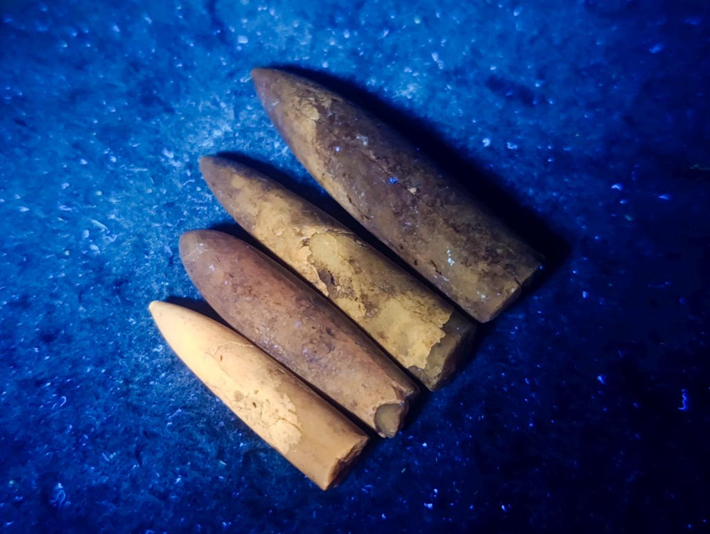 Natural Belemnite Rostrum Fossils x 2.1 Kg Lot From Madagascar - Toprock Gemstones and Minerals 
