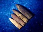 Natural Belemnite Rostrum Fossils x 2.1 Kg Lot From Madagascar - Toprock Gemstones and Minerals 