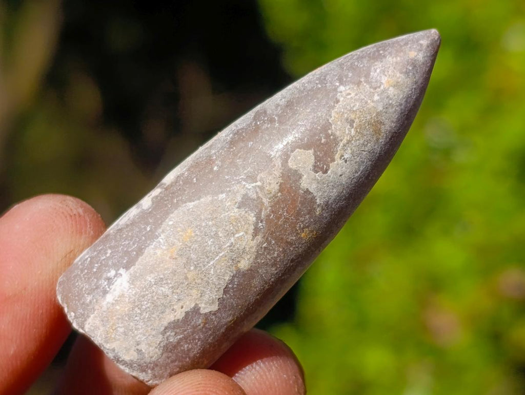 Natural Belemnite Rostrum Fossils x 2.1 Kg Lot From Madagascar - Toprock Gemstones and Minerals 