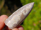 Natural Belemnite Rostrum Fossils x 2.1 Kg Lot From Madagascar - Toprock Gemstones and Minerals 