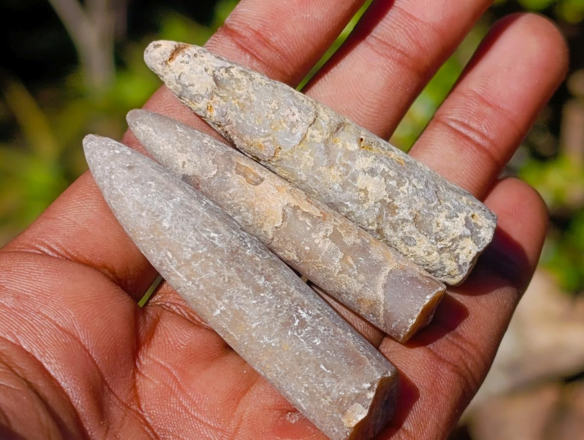 Natural Belemnite Rostrum Fossils x 2.1 Kg Lot From Madagascar - Toprock Gemstones and Minerals 