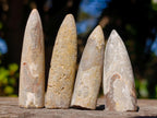 Natural Belemnite Rostrum Fossils x 2.1 Kg Lot From Madagascar - Toprock Gemstones and Minerals 